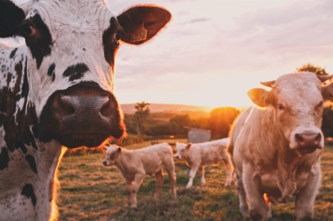 Lácteos VS alternativas vegetales